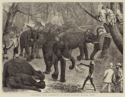 Het vangen van wilde olifanten in Zuidoost-Mysore, India door Alfred Chantrey Corbould